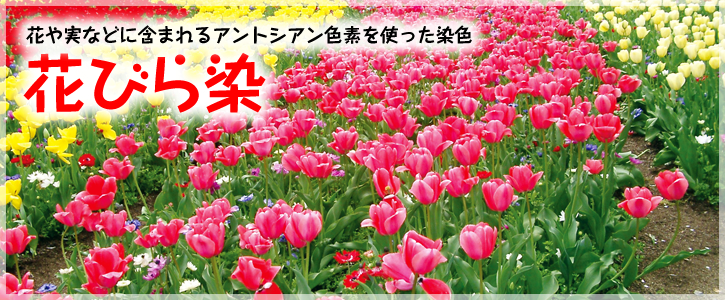 花や実などに含まれるアントシアン色素を使った染色 花びら染